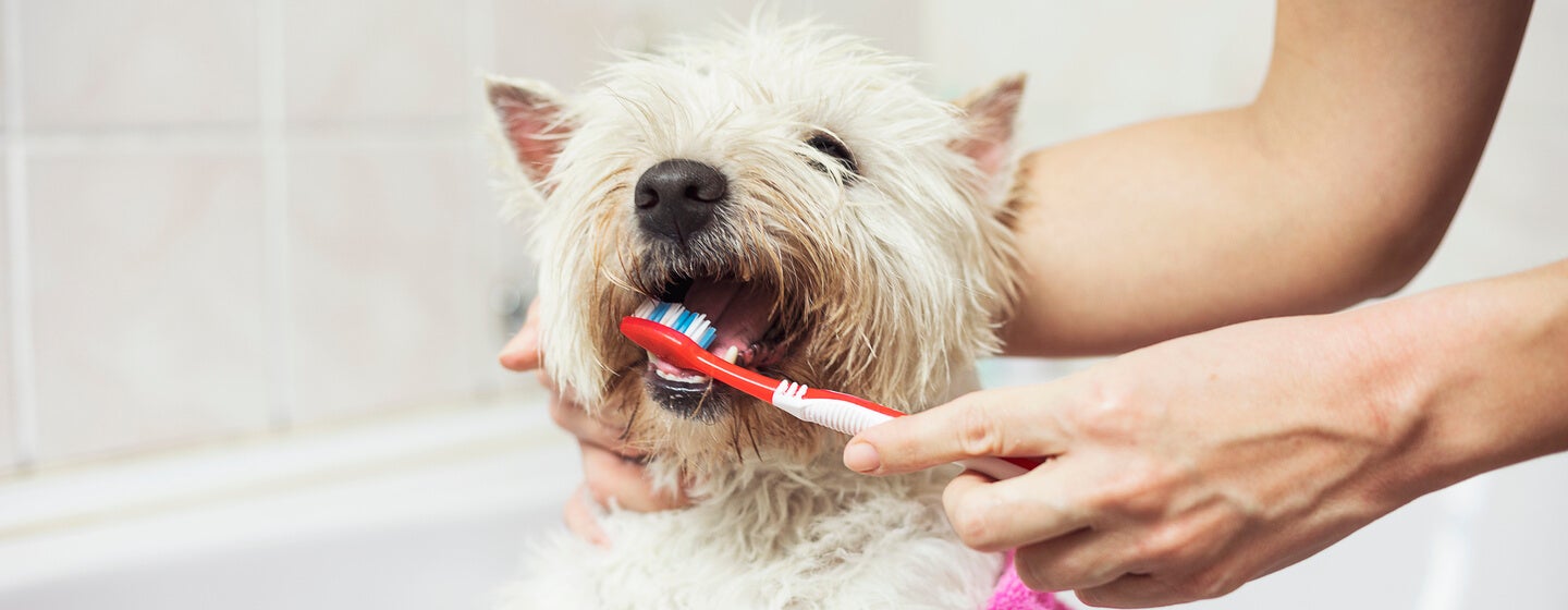 Dog getting teeth brushed best sale